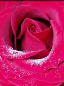 Red Rose GIF - Red Rose Animation GIFs