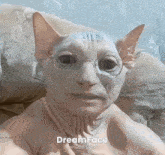 a picture of a cat with glasses and the words dreamface animated with ai