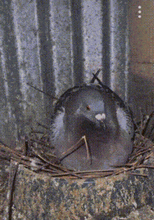 a person is petting a pigeon in a nest with a ring on their finger