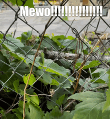 Mewo Cat GIF - Mewo Cat Cafe Dreams GIFs