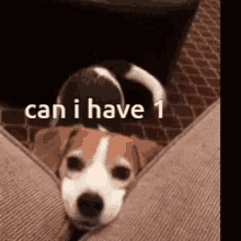 Dog Can I Have1 GIF - Dog Can I Have1 Pls GIFs