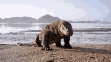a large lizard is walking on a sandy beach near a body of water
