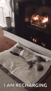 Cat Heat GIF - Cat Heat GIFs