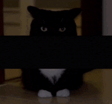 Uni Cat GIF - Uni Cat Meme GIFs