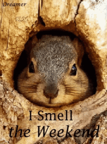 I Smell The Weekend Sniff GIF - I Smell The Weekend Sniff GIFs