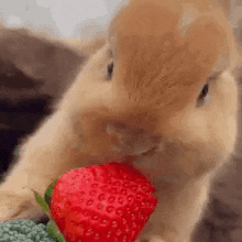 a rabbit is eating a strawberry in a close up of its mouth .