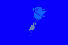 Blue Rose Stains GIF - Blue Rose Stains Spinning GIFs