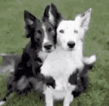 Um Abraço / Aquele Abraço / Dá Um Abraço? / Abracinho / GIF - Hugs Doggos Dog GIFs