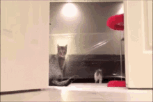 Cat Oops GIF - Cat Oops Bump GIFs