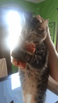 Get Your Own Pizza! GIF - Pizza Cat Growl GIFs