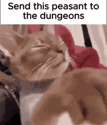 a cat is laying on a person 's lap with a caption that says send this peasant to the dungeons
