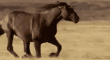Horse GIF