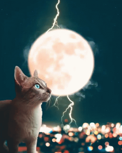 Cat Lightning GIF - Cat Lightning Moon - Discover & Share GIFs