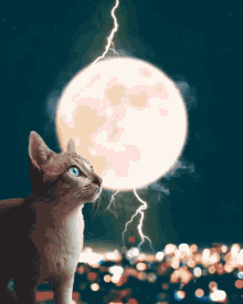 cat lightning moon