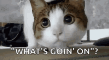 Cat Confused GIF - Cat Confused Look GIFs