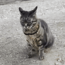 a cat with a collar is sitting on the ground with its eyes closed