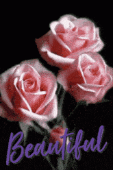 three pink roses on a black background with the word beautiful written below them