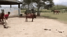 забавные лошадки GIF - Funny Cute Running GIFs