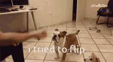 Epic Fail Bulldog Fail GIF - Epic Fail Bulldog Fail Tried To F Lip GIFs