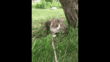 Cat Nani GIF - Cat Nani Outside GIFs