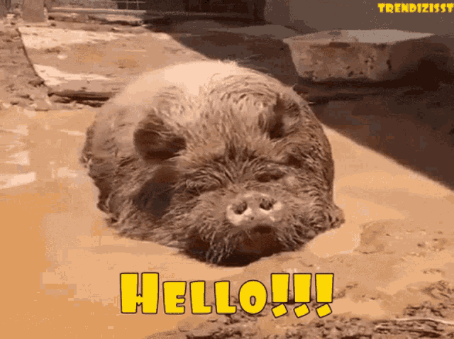 Hello Hey GIF - Hello Hey Pig GIFs