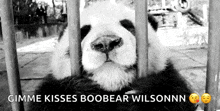 a panda bear is sitting in a cage and kissing someone .