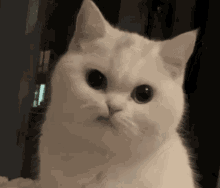Cute Cat GIF - Cute Cat Meow GIFs