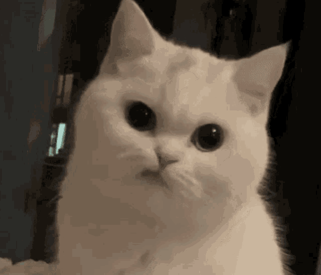 Cute Cat GIF Cute Cat Meow Discover & Share GIFs