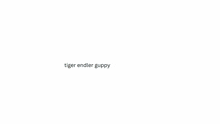 Tiger Endler Guppy Fish Gif GIF - Tiger Endler Guppy Fish Gif Gif For Messages GIFs