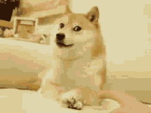 Doge Doggo GIF - Doge Doggo Shiba GIFs