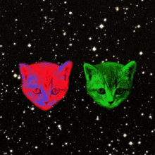 Breakfast Cereal GIF - Breakfast Cereal Cats GIFs
