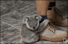 樹熊 GIF - Koala Clingy Hug GIFs