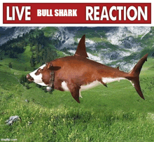 Live Bull Shark Reaction GIF - Live Bull Shark Reaction GIFs