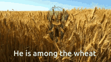 Wheat GIF