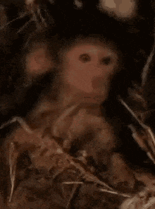 Ishowspeed Trying Not To Laugh GIF - Ishowspeed Trying Not To Laugh Monkey GIFs