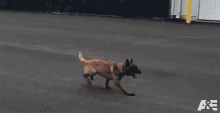 Attack Bowie GIF - Attack Bowie Americas Top Dog GIFs