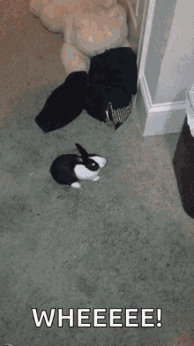 Rabbit Funny GIF - Rabbit Funny Garbage GIFs