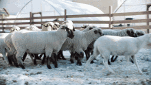 The Last Of Us Sheep GIF