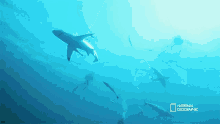 Shark Seagrass And The Ecosystem GIF - Shark Seagrass And The Ecosystem When Sharks Attack GIFs