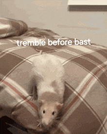 a rat is laying on a bed with the words " tremble before bast " on the bottom