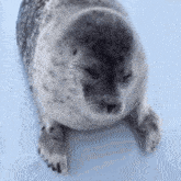 Seal Hallo Sealhallo GIF - Seal Hallo Sealhallo Seal Helo GIFs