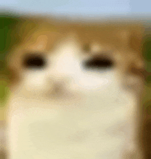 a close up of a brown and white cat 's face .