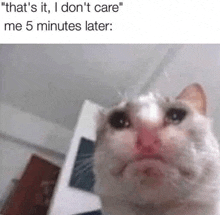 Cat Meme