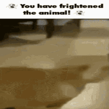 Scared Cat GIF - Scared Cat Meme GIFs