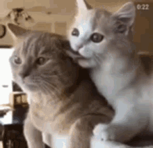kitty love kiss kisses biting ears