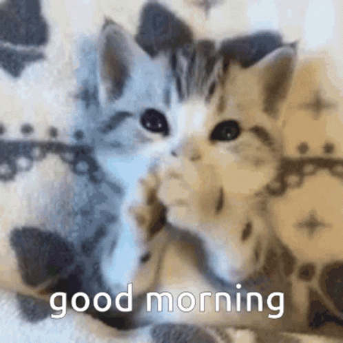 good-morning-cat.gif