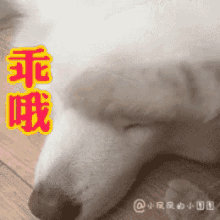 乖 GIF - Sweetheart Puppy Dog GIFs