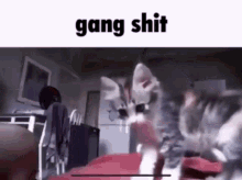 Gang Shit Cat GIF - Gang Shit Cat Shitpost GIFs