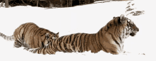 Tiger Pounce GIF - Tiger Pounce GIFs