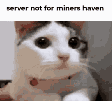 Server Not For Miners Haven Mhg GIF - Server Not For Miners Haven Miners Haven Mhg GIFs